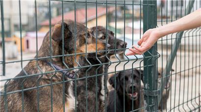 Für Hunde, Katzen und Frettchen aus Drittländern gelten spezifische Einreisebestimmungen
