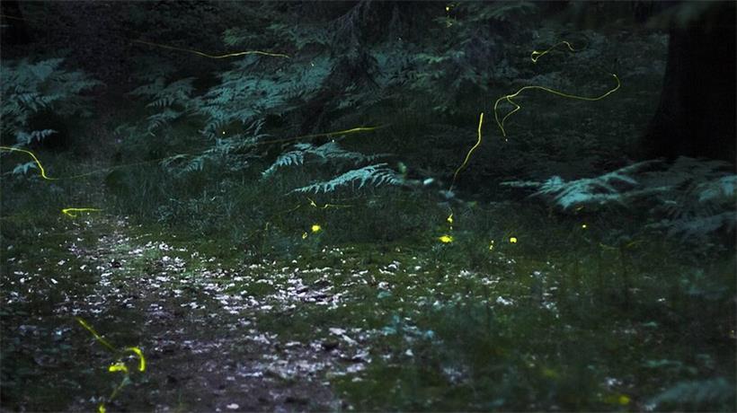 Glühwürmchen im Dunkeln bei langer Belichtungszeit fotografiert für leuchtende Lichtspuren in der Natur