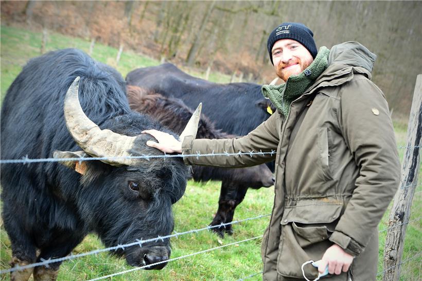 Für den Biologen Philip Birget sind Wasserbüffel „sympathische Tiere“
