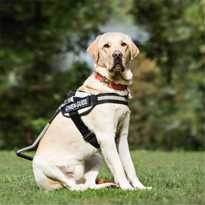 Für die Ausbildung zum Blindenführhund sind viele Rassen geeignet. Besonders beliebt sind Retriever, Riesenschnauzer oder der Deutsche Schäferhund.
