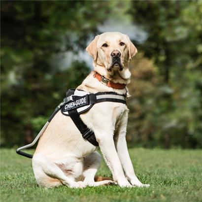 Für die Ausbildung zum Blindenführhund sind viele Rassen geeignet. Besonders beliebt sind Retriever, Riesenschnauzer oder der Deutsche Schäferhund.
