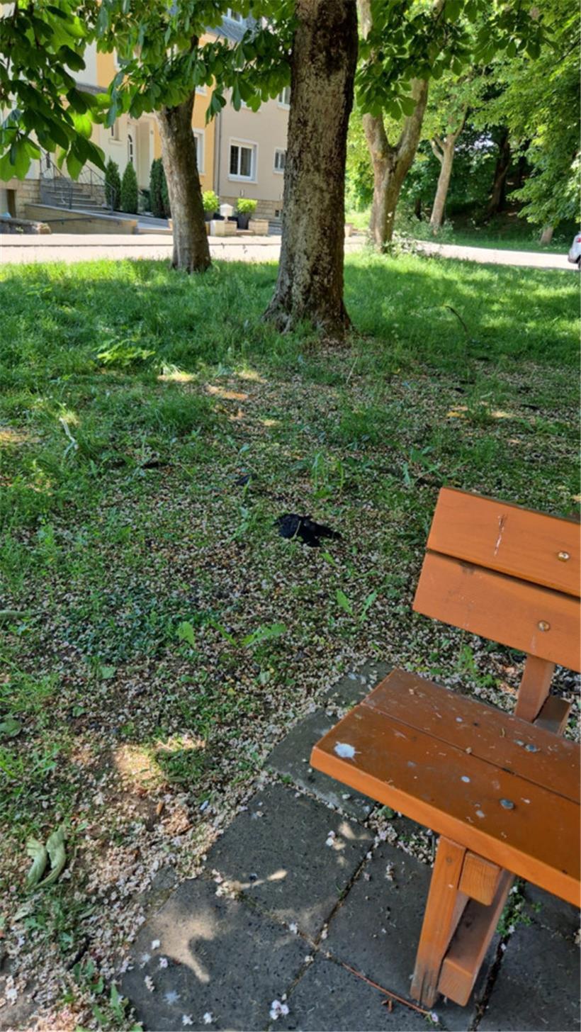 Für die Vogelfreunde in Lallingen hinterlässt der aktuellste Fund toter Krähen einen schlechten Beigeschmack
