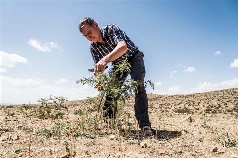 Für die von ihm entdeckte Methode des „Farmer Managed Natural Regeneration“ (FMNR) erhält Tony Rinaudo (65) 2018 den alternativen Nobelpreis. Hier zeigt er, wie es geht. 
