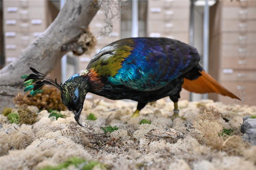 Für diesen Glanzfasan aus dem Himalaya wurde Guillaume Becker mit einem Preis ausgezeichnet
