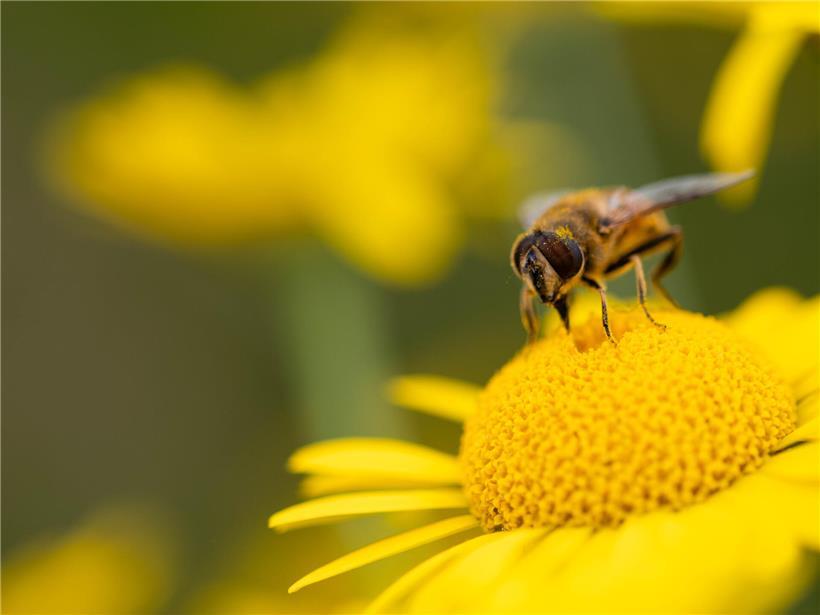 Biene auf Blüte sammelt Nektar, wichtige Bestäuberin für Ökosysteme und nachhaltige Landwirtschaft