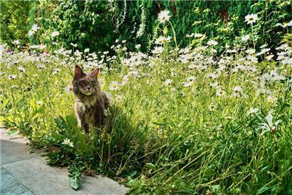 Gartenbesitzer, die Katzen auf natürliche Weise aus ihrem Fleckchen Grün vertreiben möchten, sollten deren Eigenheiten kennen
