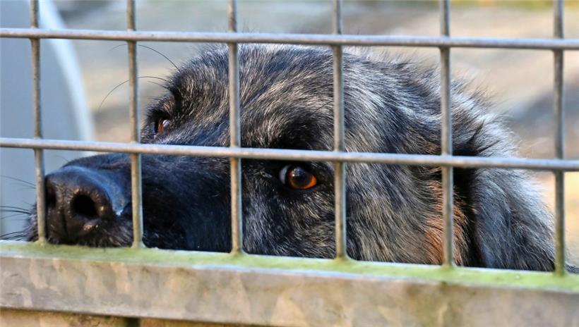Gaspard wartet seit etwa einem halben Jahr im Düdelinger Tierasyl auf ein neues Zuhause. Er wurde in Frankreich von einer Tierfängerin eingesammelt, nachdem seine Familie keine Zeit mehr für ihn hatte.

