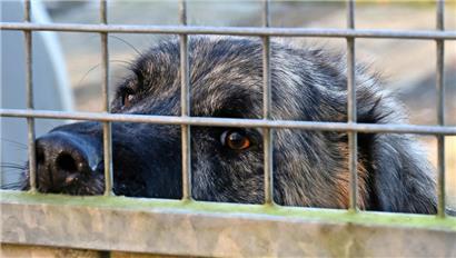 Gaspard wartet seit etwa einem halben Jahr im Düdelinger Tierasyl auf ein neues Zuhause. Er wurde in Frankreich von einer Tierfängerin eingesammelt, nachdem seine Familie keine Zeit mehr für ihn hatte.
