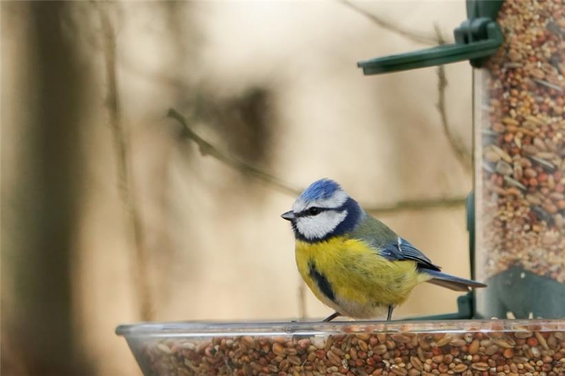 Geeignete Futterspender verhindern, dass das Futter nass wird und verdirbt
