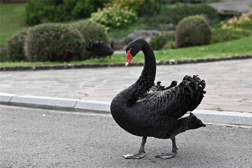 Gefiederter Beobachter der Gespräche