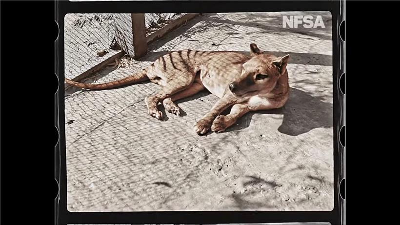 Gefilmt wurde Benjamin im Jahr 1933 im Zoo von Hobart vom Naturforscher David Fleay, der angeblich während des Drehs von dem Tier ins Gesäß gebissen wurde
