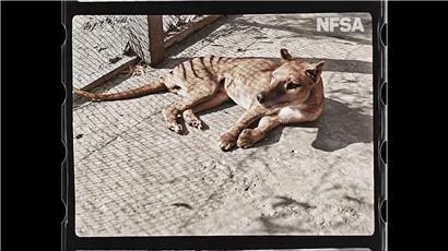 Gefilmt wurde Benjamin im Jahr 1933 im Zoo von Hobart vom Naturforscher David Fleay, der angeblich während des Drehs von dem Tier ins Gesäß gebissen wurde
