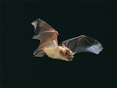 Abendliche Fledermauskolonie beim Ausflug um 21.30 Uhr, Live-Stream Naturbeobachtung in Echtzeit
