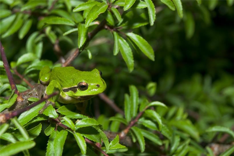 Gehölze, Hochstauden und Wiesen in der Nähe seiner Laichgewässer dienen ihm als Landlebensraum
