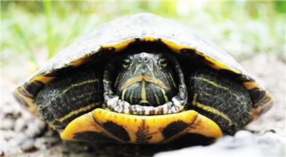 Gelbbauch-Schmuckschildkröten wie dieses Exemplar auf unserem Symbolfoto schwimmen auch im Lallinger Teich herum.
