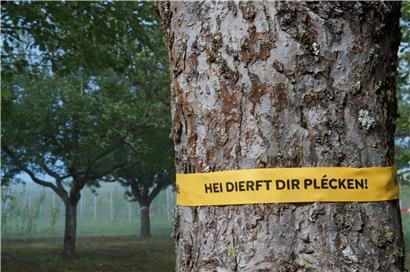 Gelbe Bände informieren in ganz Luxemburg Passanten und Spaziergänger darüber, dass sie sich von diesen Bäumen Obst mitnehmen dürfen
