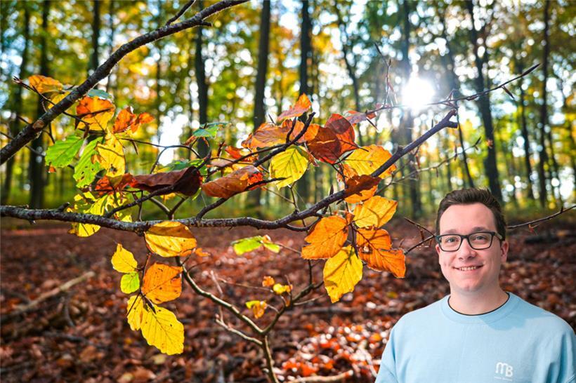 Gelegenheiten für schöne Herbstspaziergänge im bunten Laub wird es leider nicht so viele geben
