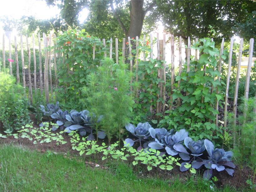 Gemüsegärten erinnern an früher
