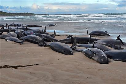 Gestrandete Kleine Schwertwale an einem abgelegenen Strand in der Nähe von Arthur River im australischen Inselstaat Tasmanien
