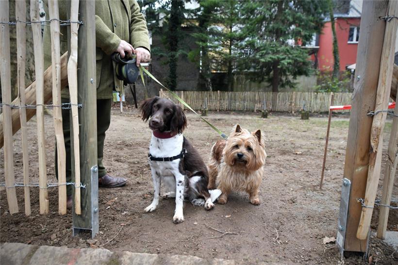 Getestet und für gut befunden: Barnaby und Cookie fühlen sich wohl auf der Hundewiese im Parc Laval
