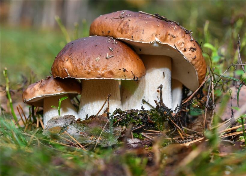 Giftig oder ungiftig? Verwechslungen führen oft zu gesundheitlichen Problemen.
