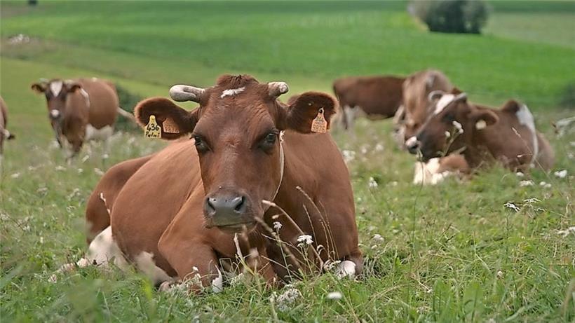 Glückliche Kühe auf der Weide