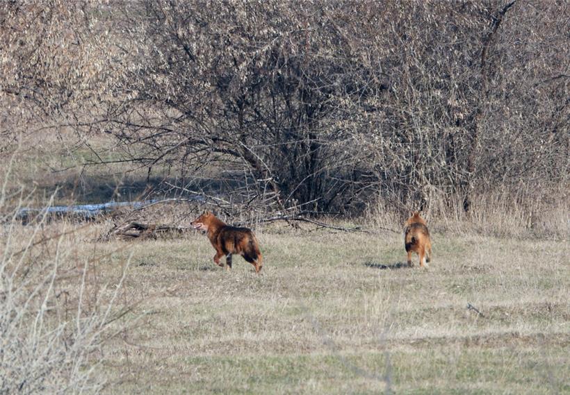 Goldschakale werden in der Region zwischen Patlageanca und Tudor Vladimirescu immer öfter gesichtet. In Rumänien wie auch in ganz Europa sind die Goldschakale (Canis aureus) auf dem Vormarsch.
