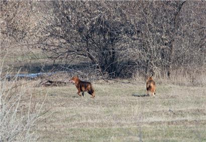 Goldschakale werden in der Region zwischen Patlageanca und Tudor Vladimirescu immer öfter gesichtet. In Rumänien wie auch in ganz Europa sind die Goldschakale (Canis aureus) auf dem Vormarsch.
