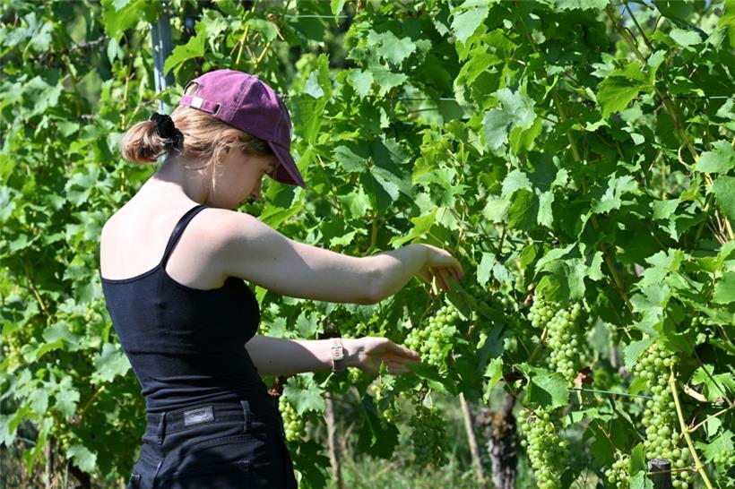 Grafikerin Kim hat etwas mehr als zwei Stunden im Weinberg Reben entblättert

