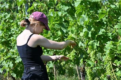 Grafikerin Kim hat etwas mehr als zwei Stunden im Weinberg Reben entblättert
