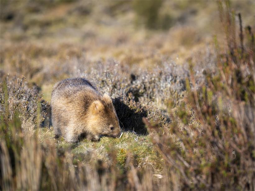 Grasendes Wombat bei Sonnenuntergang im Nordwesten Tasmaniens. Wombats sind vor allem dämmerungsaktiv.