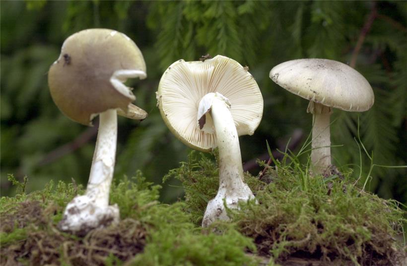 Grüne Knollenblätterpilze
