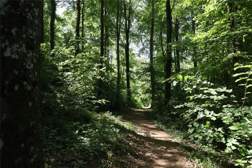 Grüne Lunge der Stadt: der Escher Wald auf dem Galgenberg
