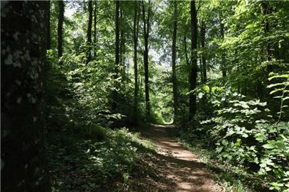 Grüne Lunge der Stadt: der Escher Wald auf dem Galgenberg
