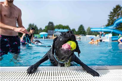 Gute Schwimmer: Einige Hunde, wie z.B. Labradors, fühlen sich im Wasser in ihrem Element
