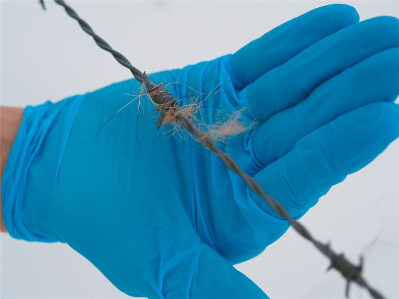 Haare des Wolfs an einem Stacheldrahtzaun nahe Trotten
