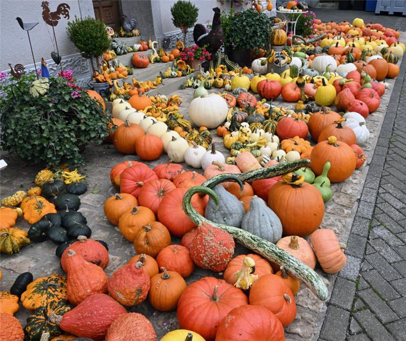Hahns Hof in Roodt produziert 150-200 Tonnen Kürbisse pro Jahr
