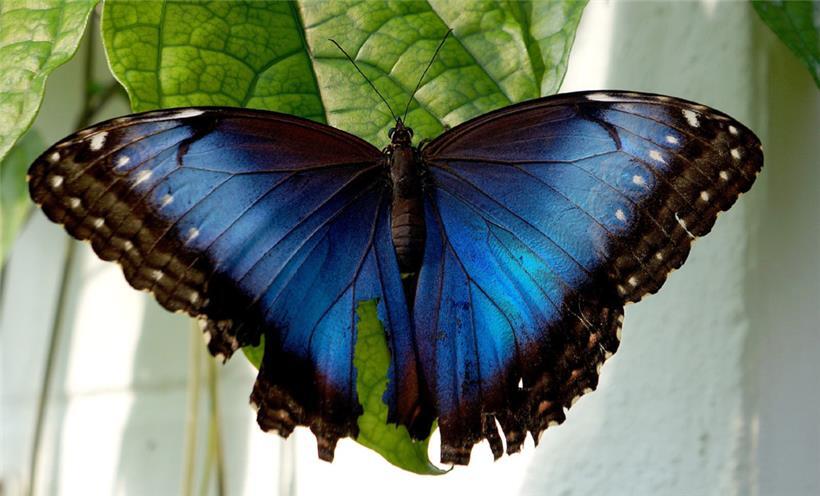  Handtellergroße exotische Exemplare in leuchtenden Farben
