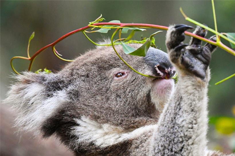 Hat das Koala-Kuscheln bald ein Ende?
