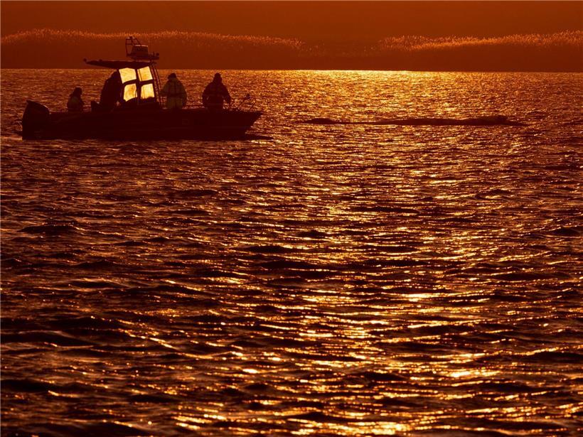 Helfer im Boot beobachten Buckelwal vor der Insel Poel bei Sonnenuntergang in der Ostsee