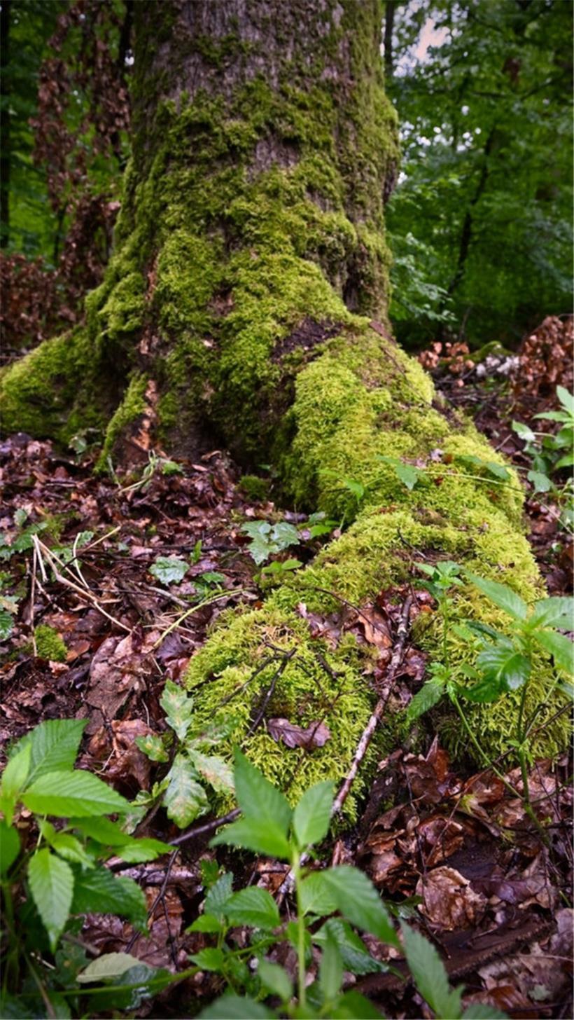 Hier ist der Wald sich selbst überlassen …