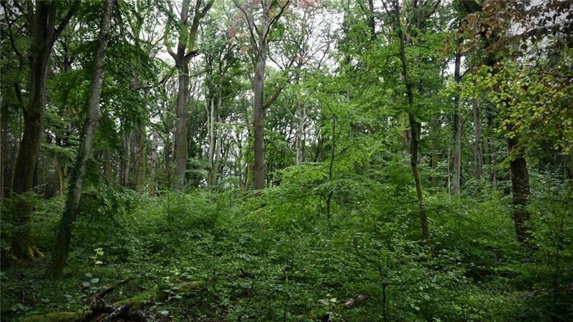 Hier ist natürliche Verjüngung im Gang