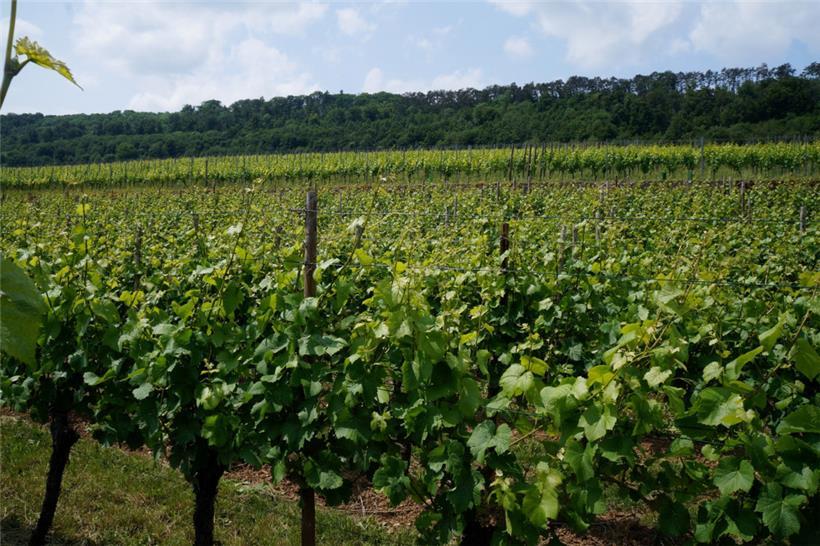 Hier reifen die Trauben für die bevorstehende Ernte im Herbst