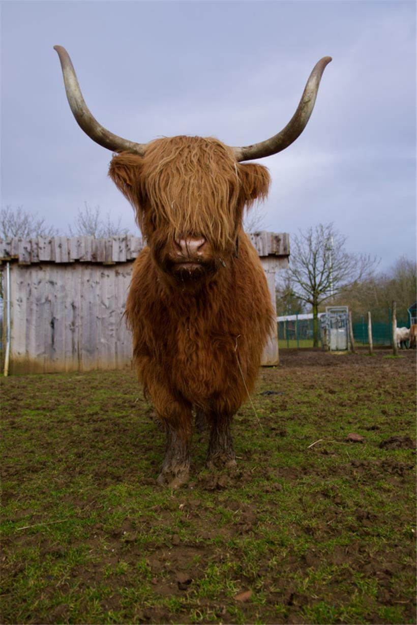 Highland-Rinder stammen ursprünglich aus Schottland: hier die sehr fotogene Josefine
