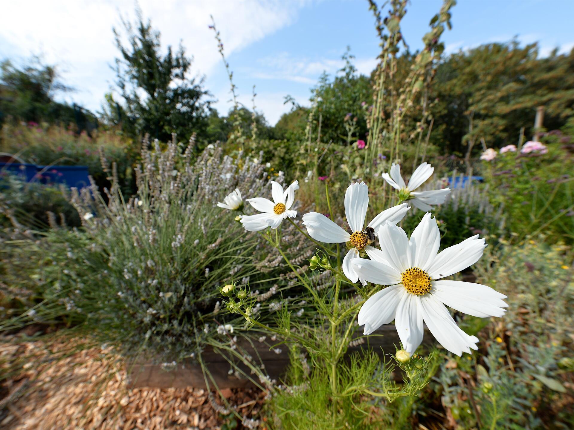 How your own garden can better cope with the heat waves