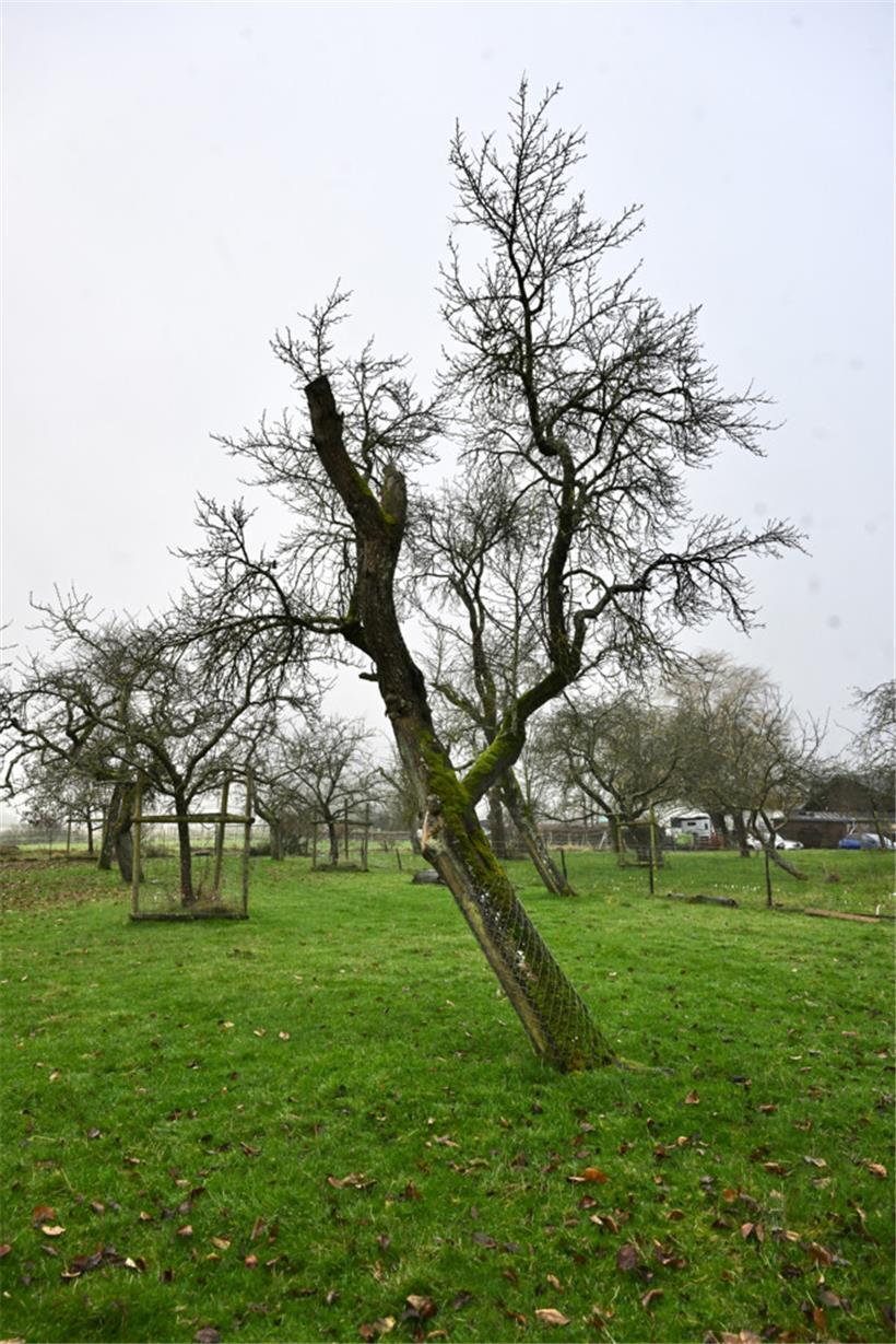 „Hochstamm“ heißt, dass die Krone ab einer Höhe von 1,80 bis 2 Metern wächst