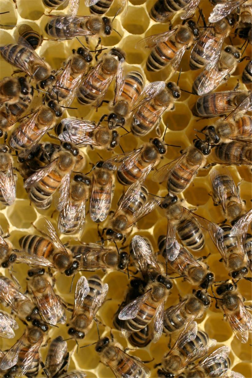 Honigbienen auf einer Wabe
