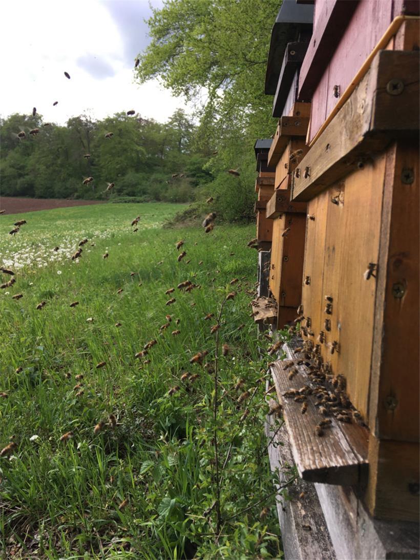 Honigbienen im Anflug auf die Bienenstände

