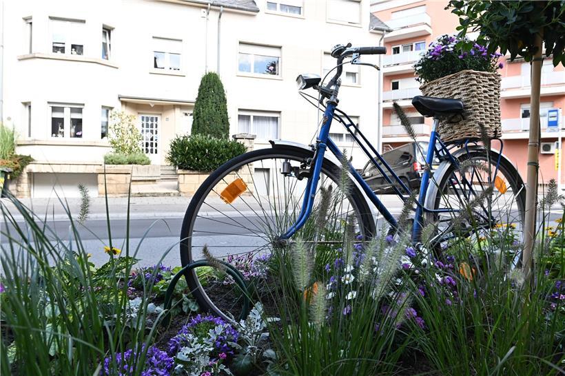 Hübscher Anblick anstelle geparkter Autos: In der JP-Michels-Straße stehen bis Mitte Oktober temporäre Blumenbeete
