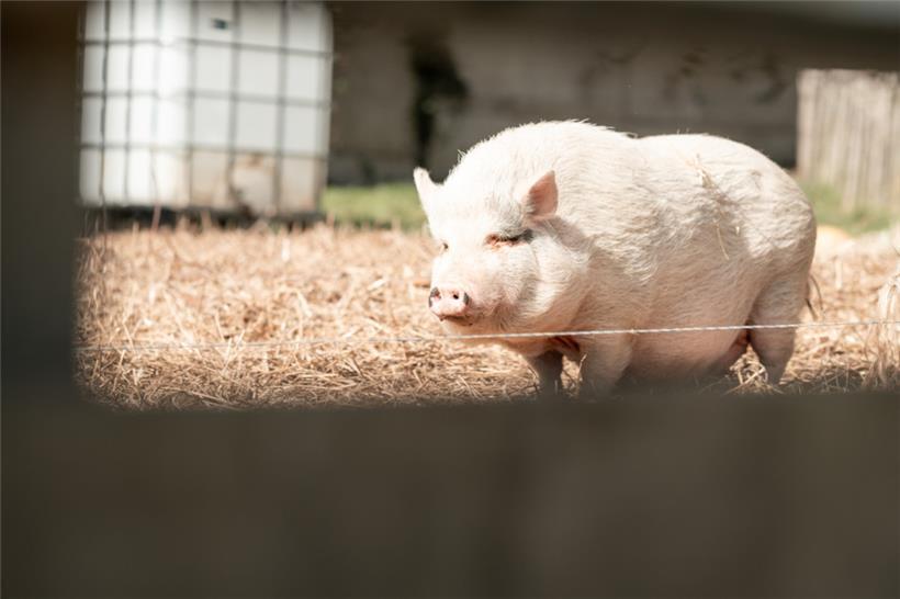 Hühner, Bienen und Schweine – das Matgesfeld als Lernort mit Leben

